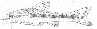 Otocinclus xakriaba